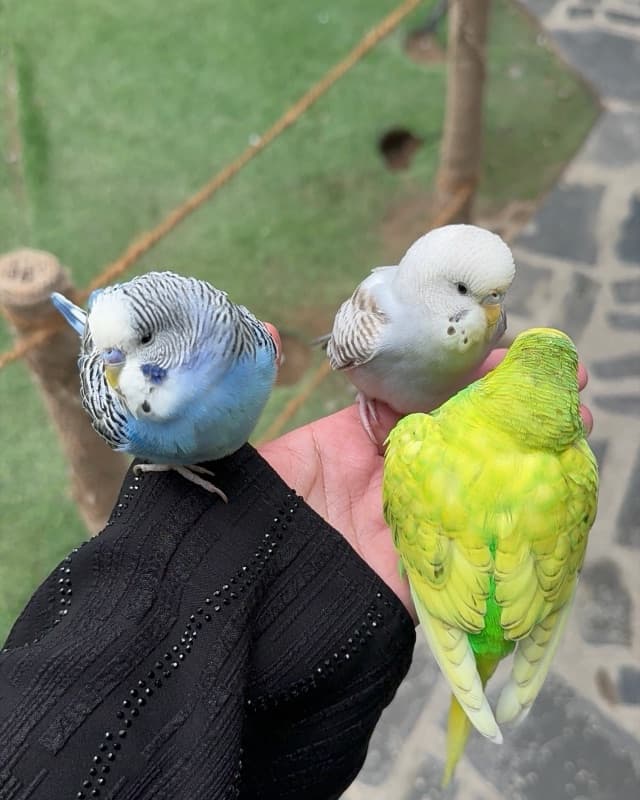 Three budgies perched on my hand