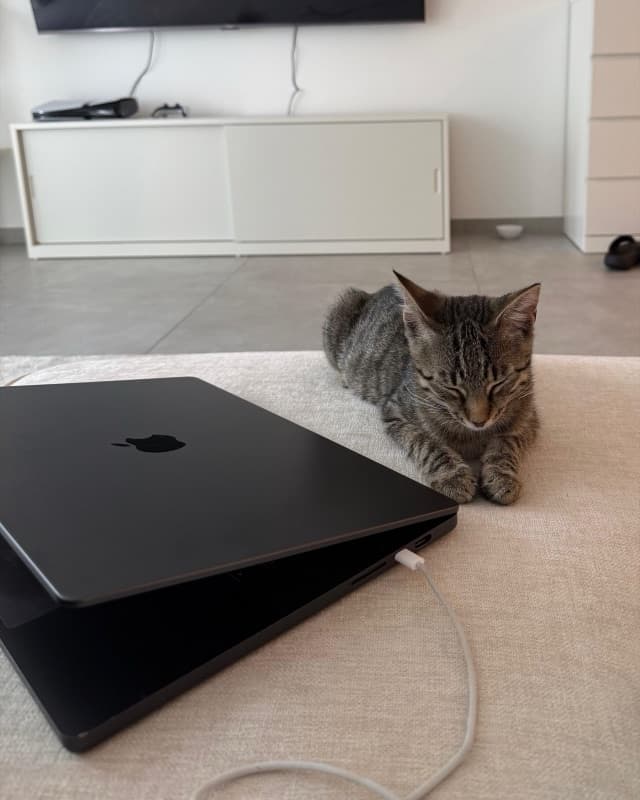 My tabby cat curled up next to my laptop